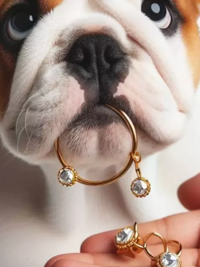 Can A Dog Pass A Stud Earring?